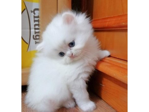 Oyuncu harika bebek chinchilla