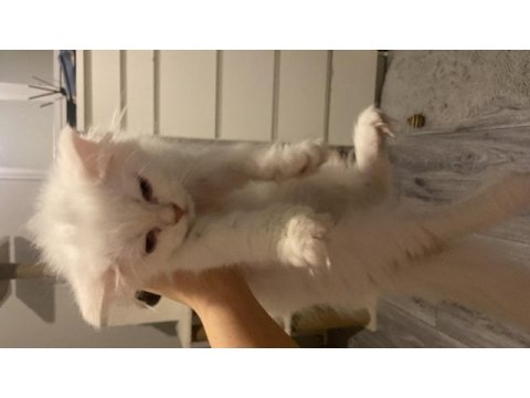 Safkan british longhair