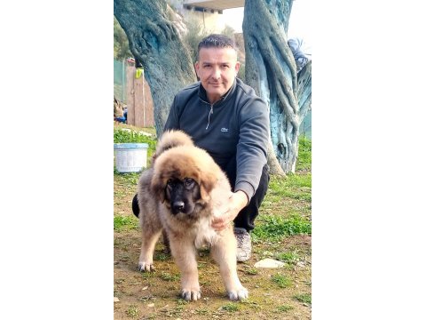 Kafkas çoban köpeği yavrusu