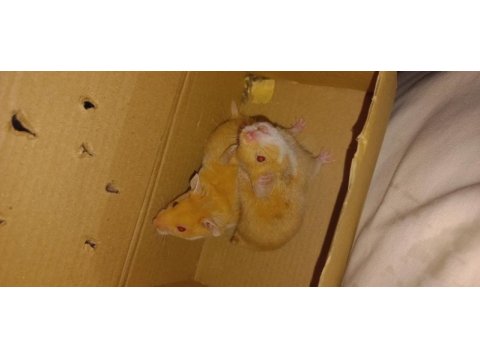 En nadir türden syria hamsterları