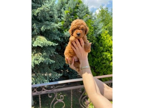 Red brown toy poodle bebekler
