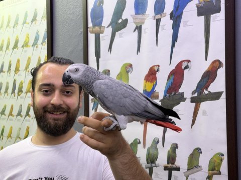 Üst düzey konuşan evcil eğitimli jako papağanı