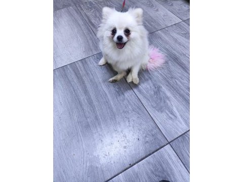 Antalya dan sağlıklı yavru köpekler iş yerinden teslim