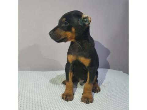 Estetikli veya estetiksiz tercih ile doberman bebekler