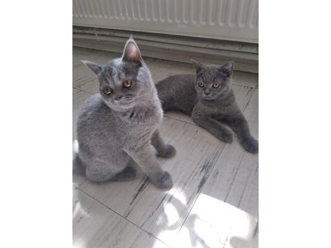 British shorthair bebeklerimiz