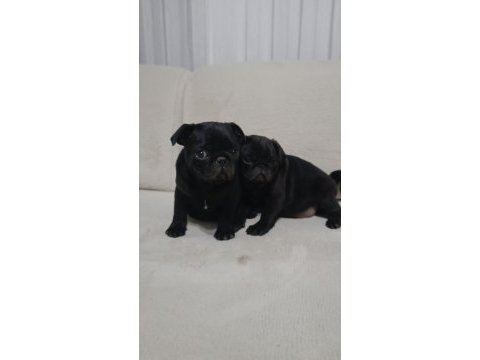 Siyah pug bebeklerim