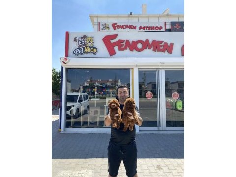 Toy poodle yavrular hazır ankara mağazamızda  görün 