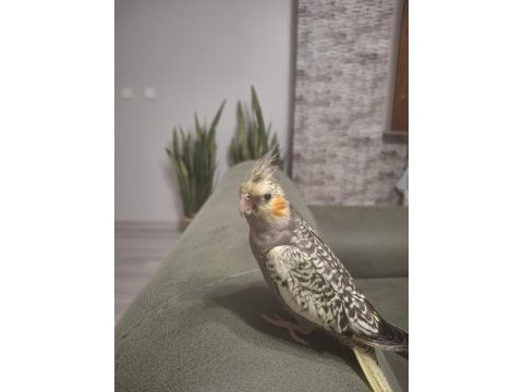 Full evcil sultan papağanı