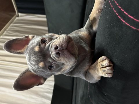 Lilac tan isabella taşıyıcı fluffy carier french bulldog