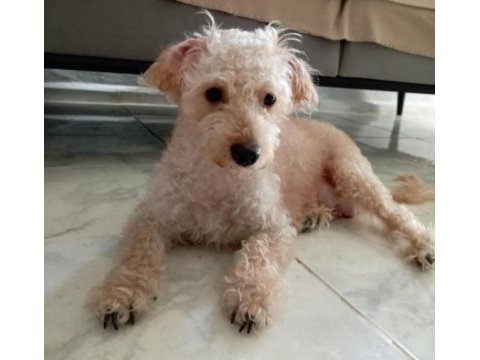 Dişi ve erkek mevcuttur maltipoo