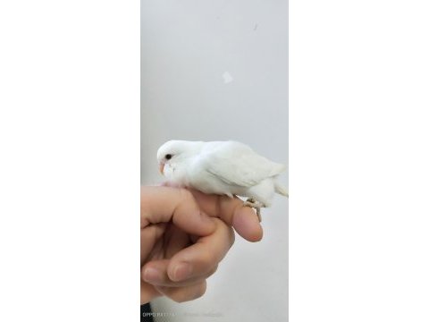 Yavru muhabbet kuşları