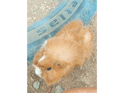 Guinea pigler