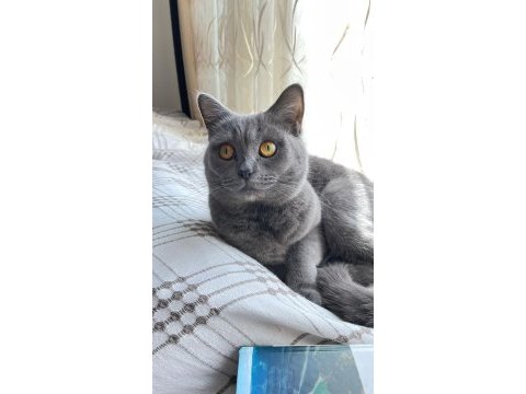 Sevimli british shorthair yavrular yuva arıyor