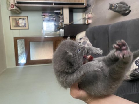 British shorthair 3 haftalık