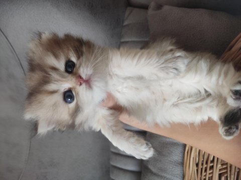 Safkan british longhair bebekler