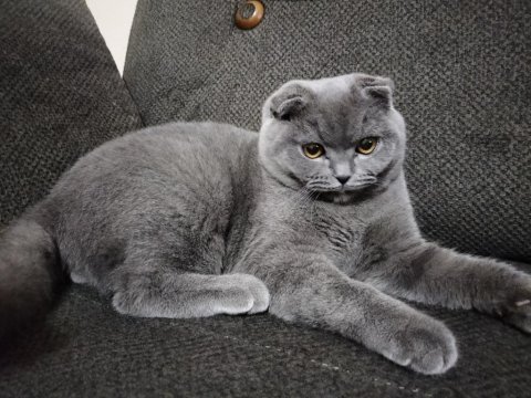 Scottish fold oğlumuz duman için eş arıyoruz