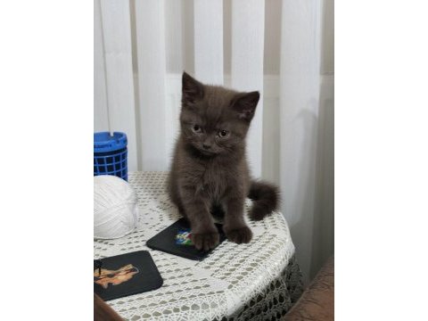 British shorthair yavru erkek