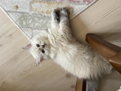 Yakışıklı british longhair oğlumuz