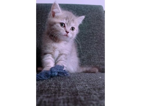 British longhair istanbul içinde ulaşımını sağlıyorum