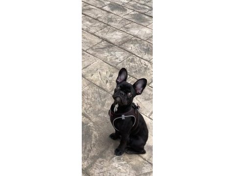 Minik french bulldog