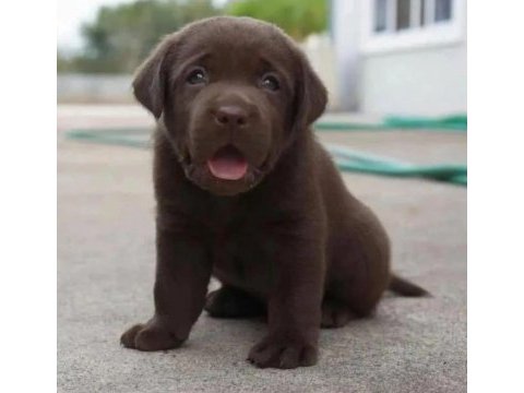 Çikolata labrador retriever yavruları muhteşem formda