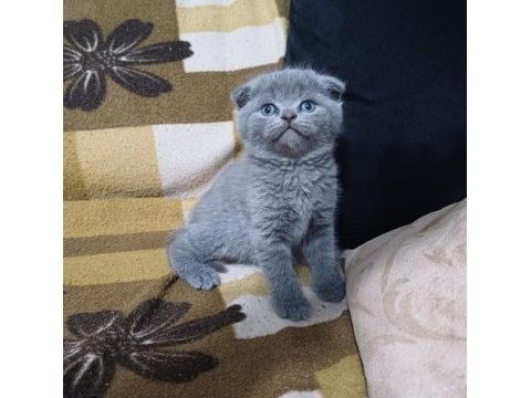 Scottish fold minnoşum