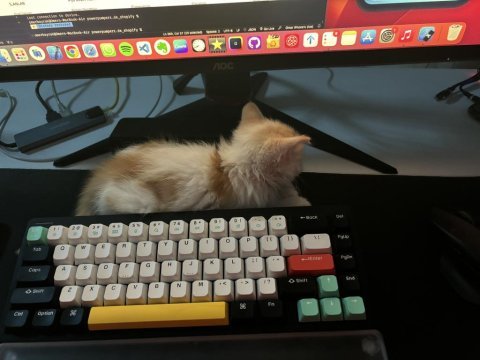 Sahiplendirilecek sarman yavru kedi çok tatlı