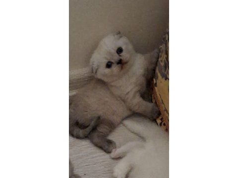 Scottish fold kedisi dişi ve erkek