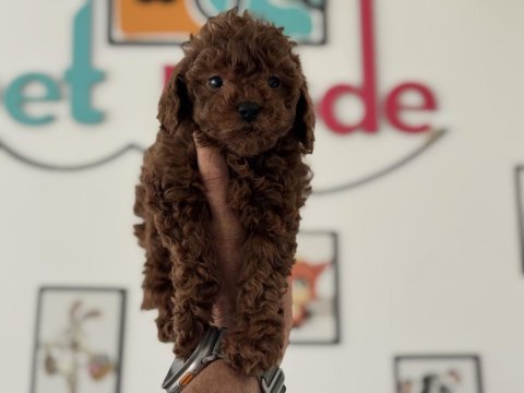 Petmode köpek çiftliğinde ziyarete açık toy poodle