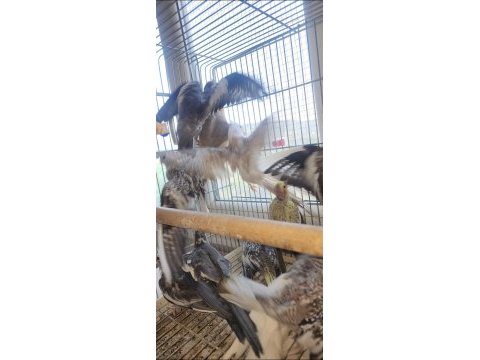 Yeni sultan bebekler yeme düştü