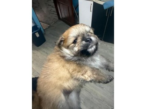 Safkan pomeranian boo erkek yavru