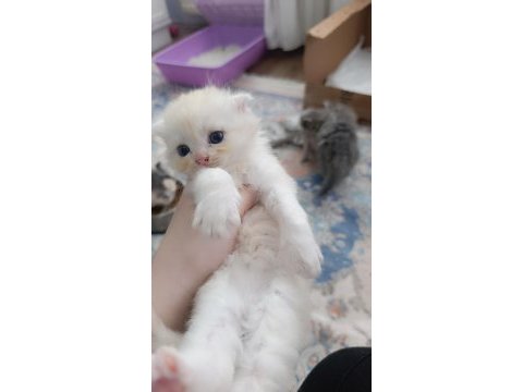 Sarı orjinal scottish fold