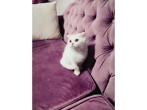 Scottish fold yumurcak yuva arıyor
