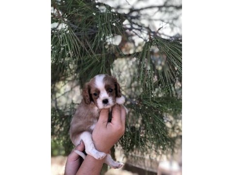 Pofuduk surat cavalier king charles