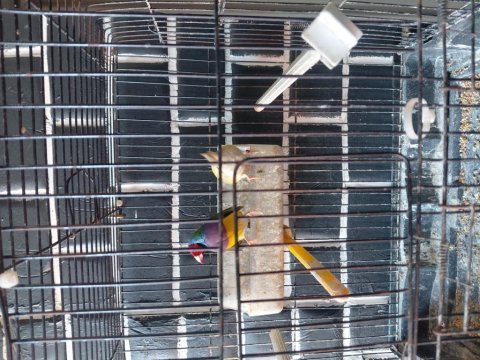 Goldian finch