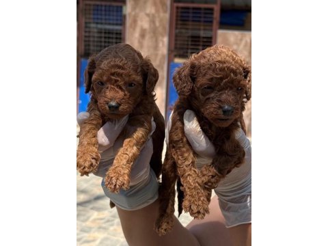 Toy poodle yavrularımız
