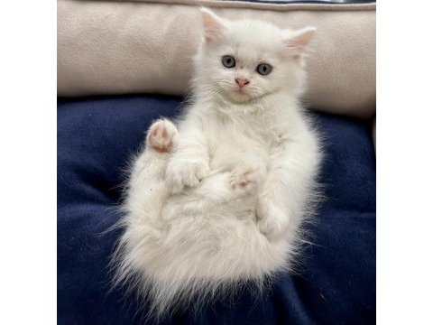 Oyuncu sağlıklı british longhair yavrularım teslime hazır