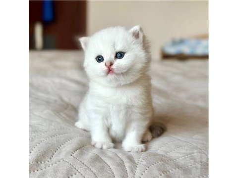 Masum bebek silver british shorthair 