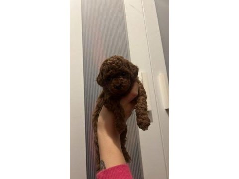 Ev doğumu toy poodle yavrularımız 2 aylık