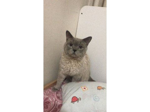 British blue point erkek acil