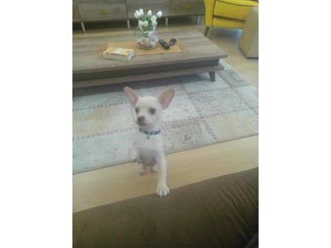 5 aylık erkek chihuahua