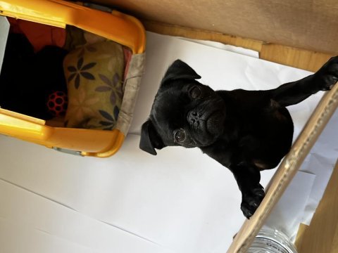 Ankara 4,5 aylık erkek pug