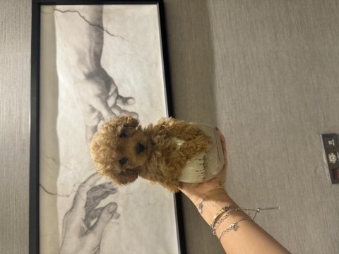 Evde doğmuş erkek ve kız toy poodle yavruları
