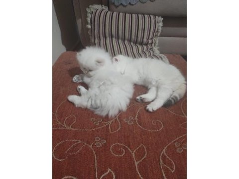 British shorthair 2,5 aylık
