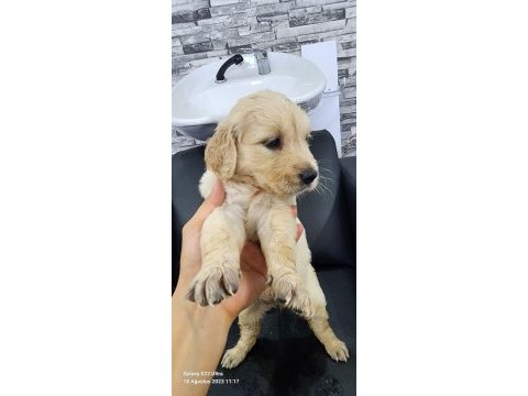 Baby face golden retriever yavrular