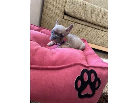 2.5 aylık french bulldog fawn
