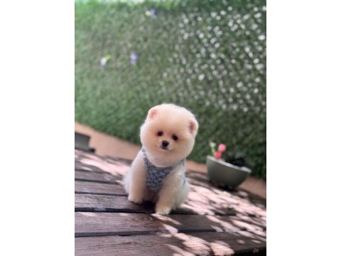 Üst kalite pomeranian boo