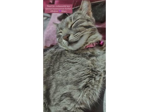 Eğitimli şila tekir