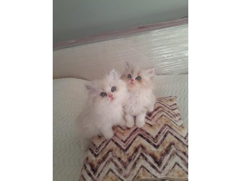 Safkan ırk sağlık garantili british longhair kediler