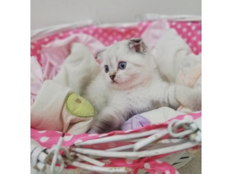 Scottish fold dişi